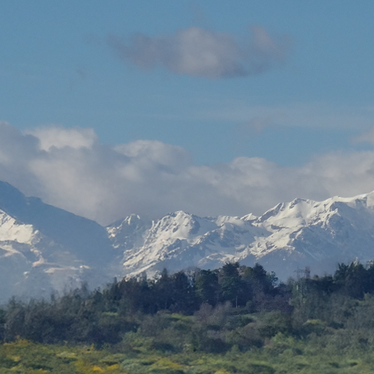 Ossau_Fleurs_Pau-recadrée